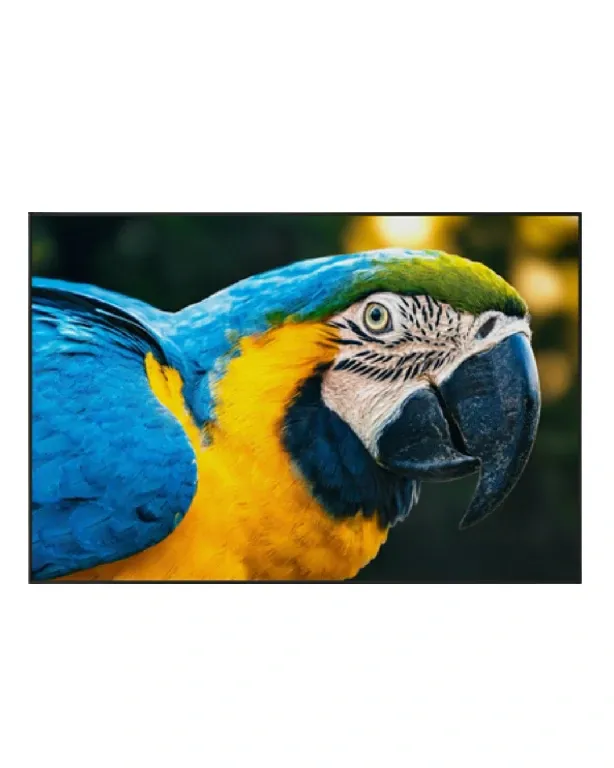 ARARA ARARUANA • 47X70 • Tiago Lucas