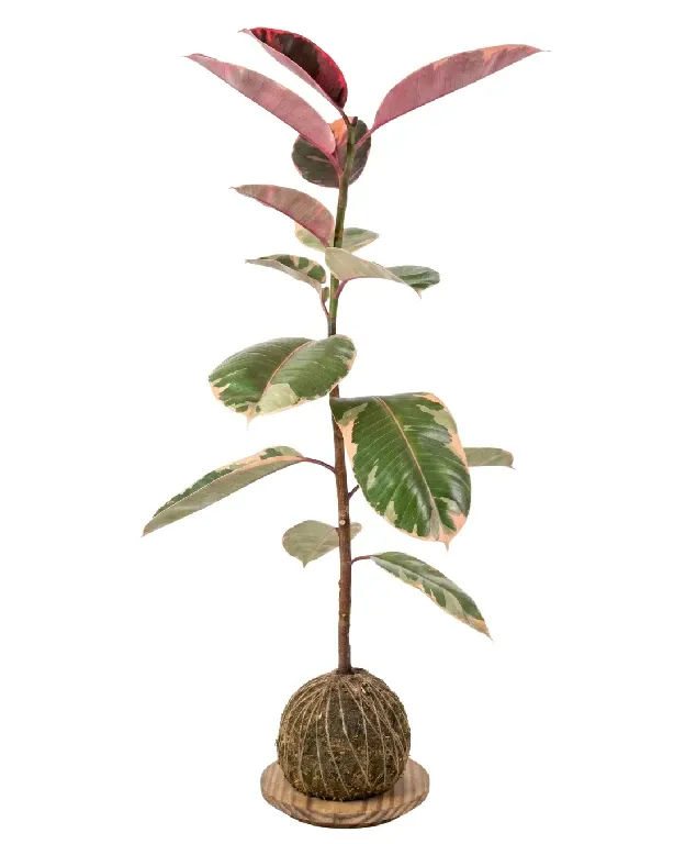 Ficus Ruby • 89 CM ALT. • Andréia Campanha
