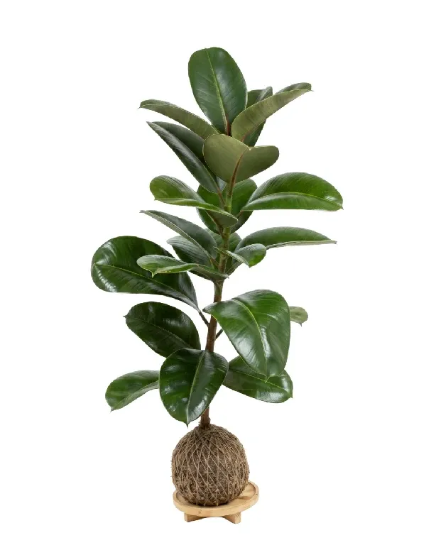 Ficus Elástica • 90 CM ALT. • Andréia Campanha
