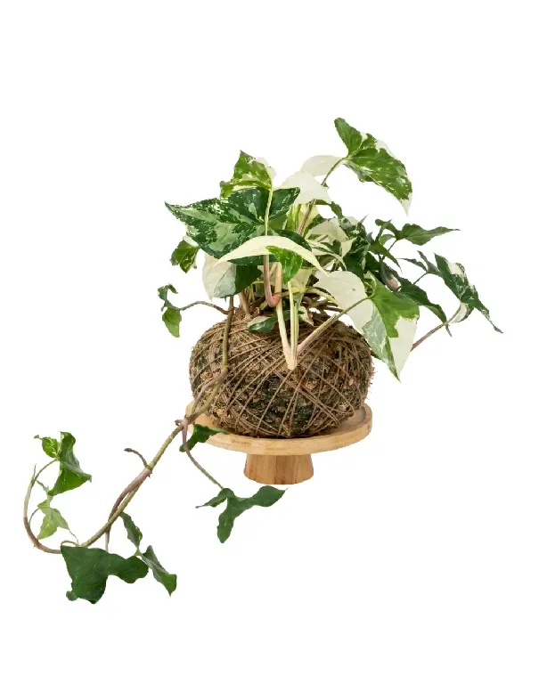 Singonio Variegata • 24 CM ALT. • Andréia Campanha