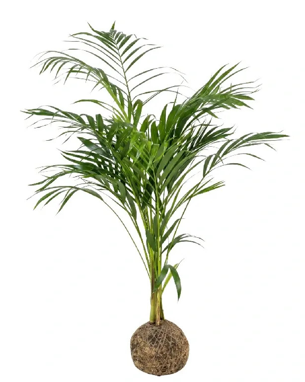 Areca Bambu • 103 CM ALT. • Andréia Campanha