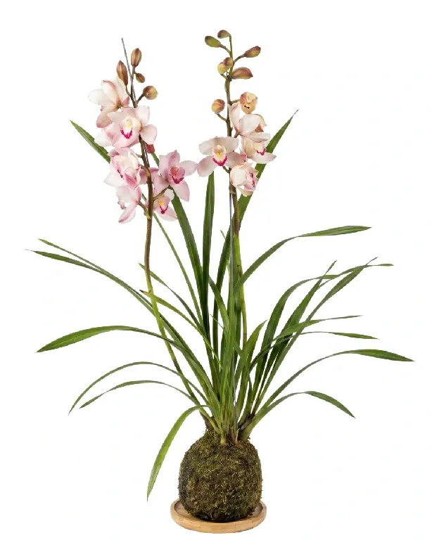Orquídeas Cymbidium • 85 CM ALT. • Andréia Campanha