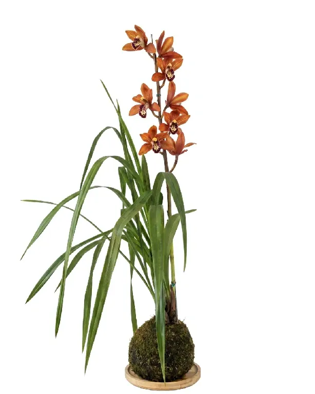 Orquídeas Cymbidium • 85 CM ALT. • Andréia Campanha